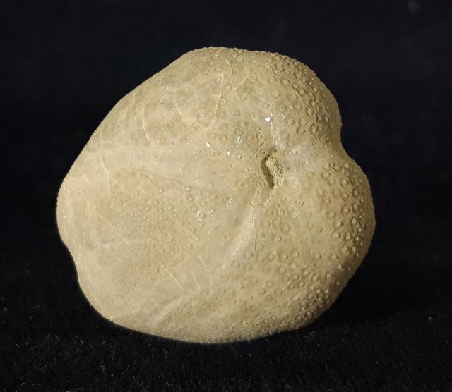 Pliotoxaster buitronae FORNER & VALLS 2019 - Bild © FossNet FossilienStore